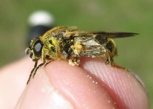 Myolepta vara