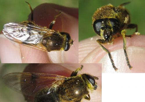 Myolepta vara