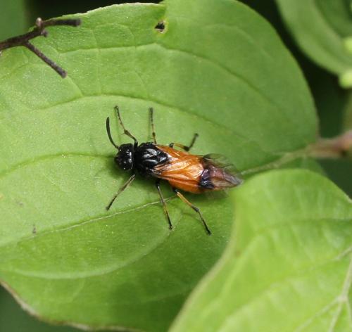 Arge cyanocrocea
