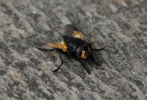 Réf. 139 307 : Mesembrina meridiana