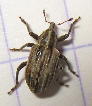 Réf. 139 302 : Hypera arator