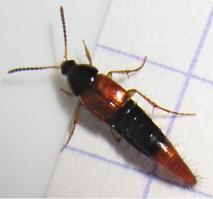 Bolitobius castaneus