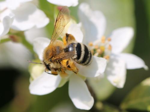 Andrena gravida