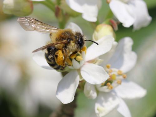 Réf. 139 139 : Andrena gravida