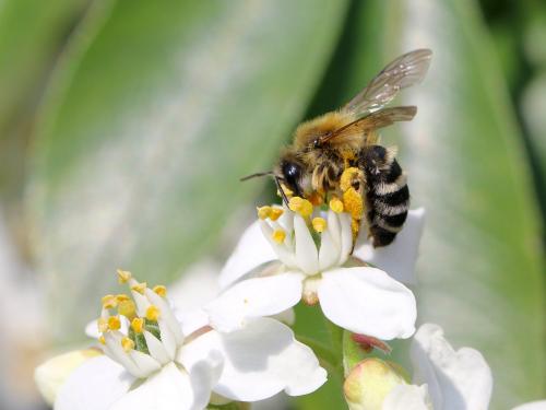 Réf. 139 142 : Andrena gravida