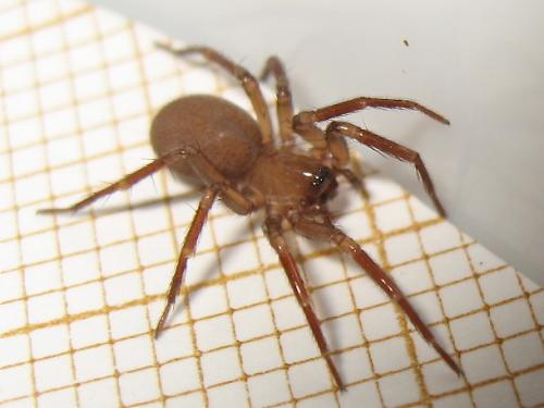Cicurina cicur