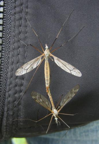Réf. 139 862 : Tipula pseudovariipennis