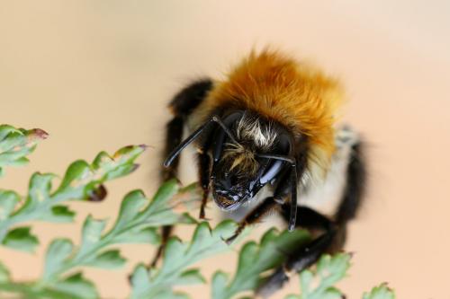 Bombus pascuorum