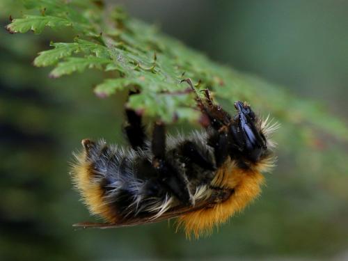 Bombus pascuorum