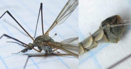 Réf. 139 860 : Tipula pseudovariipennis