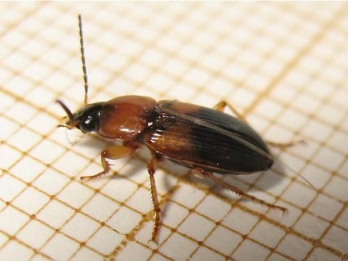 Réf. 139 128 : Stenolophus teutonus