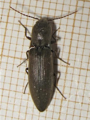 Réf. 139 299 : Agriotes pilosellus