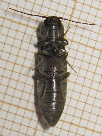 Réf. 139 298 : Agriotes pilosellus