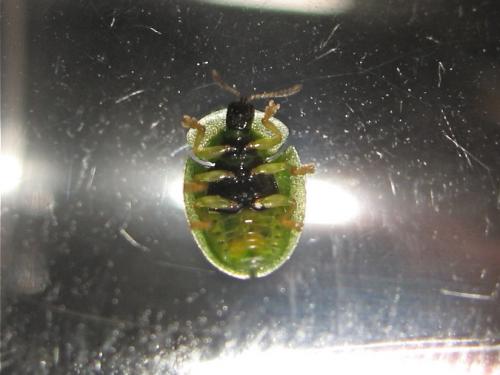 Réf. 139 046 : Cassida hemisphaerica