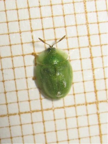 Cassida hemisphaerica