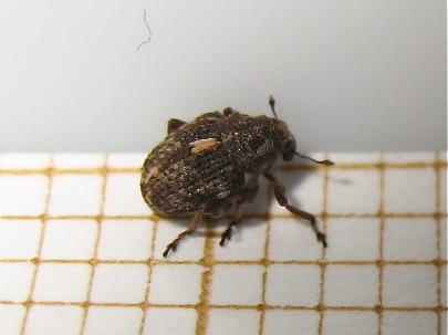 Réf. 139 182 : Rhinoncus castor