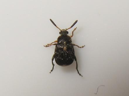 Réf. 139 300 : Bruchus sp.