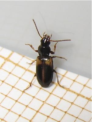 Acupalpus meridianus