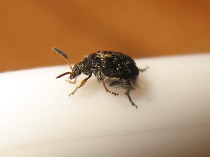 Réf. 139 301 : Bruchus sp.
