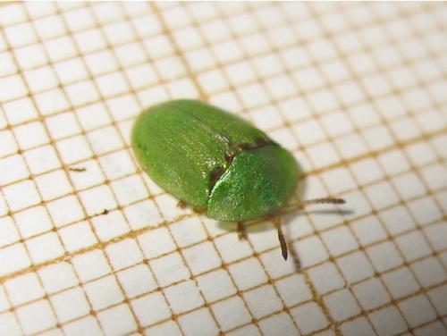 Réf. 139 481 : Cassida sp.