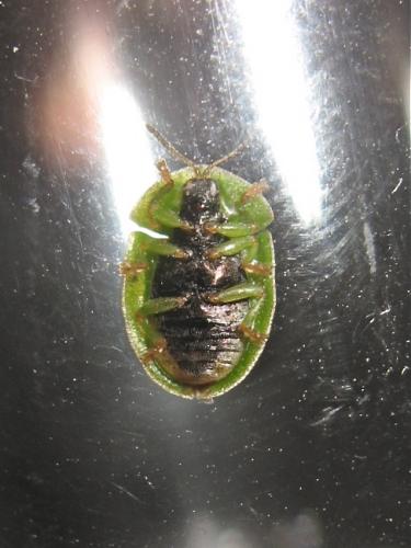 Réf. 139 482 : Cassida sp.