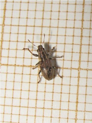Sitona sp.