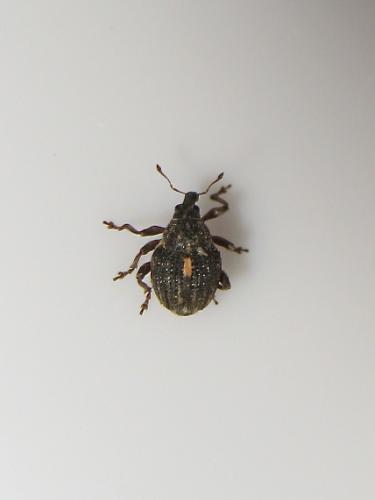 Rhinoncus pericarpius