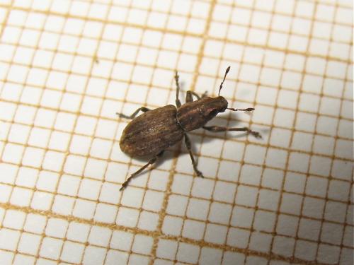 Réf. 139 754 : Sitona sp.