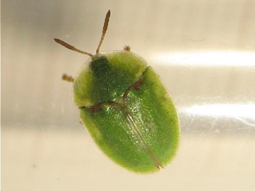Réf. 139 042 : Cassida sp.