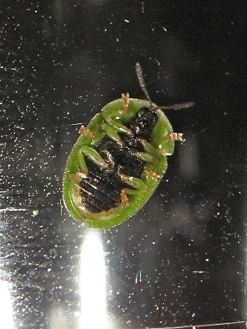 Réf. 139 044 : Cassida sp.