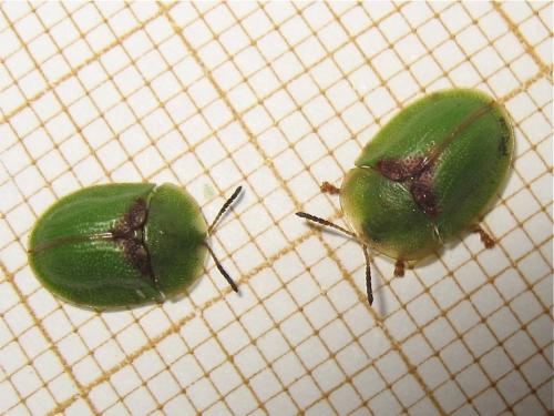 Réf. 139 483 : Cassida rubiginosa