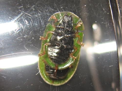 Réf. 139 484 : Cassida rubiginosa