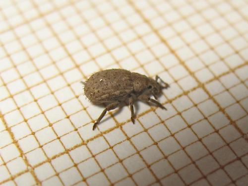 Réf. 139 605 : Trachyphloeus sp.