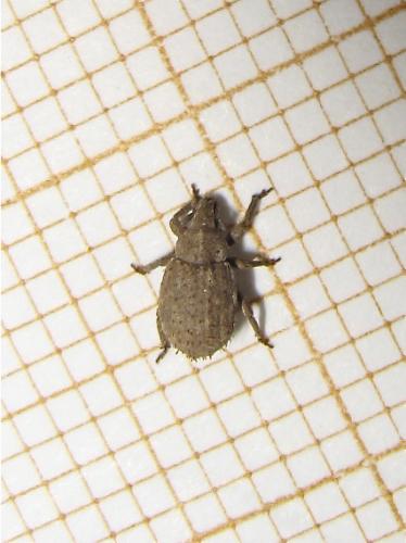 Réf. 139 604 : Trachyphloeus sp.