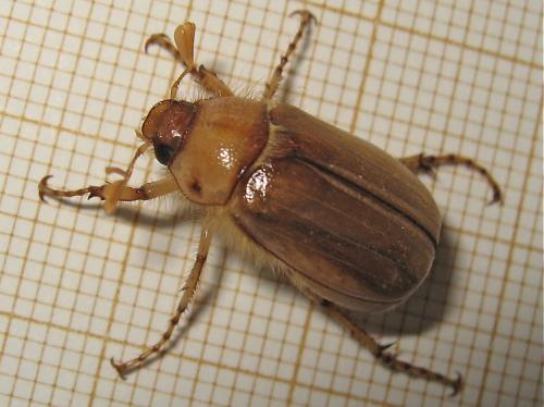 Rhizotrogus marginipes