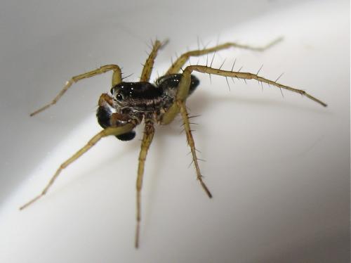 Pardosa nigriceps
