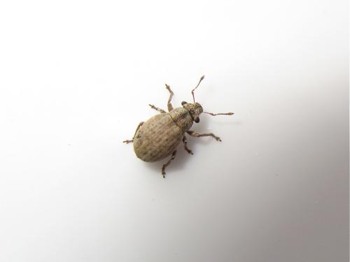 Réf. 139 485 : Strophosoma nebulosum