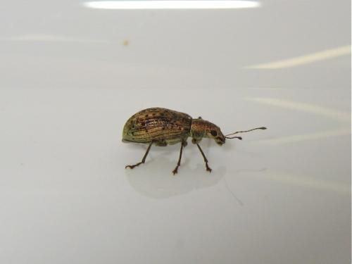 Réf. 139 596 : Polydrusus cervinus