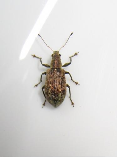 Réf. 139 553 : Polydrusus cervinus