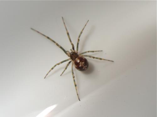 Steatoda triangulosa