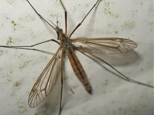Tipula vernalis