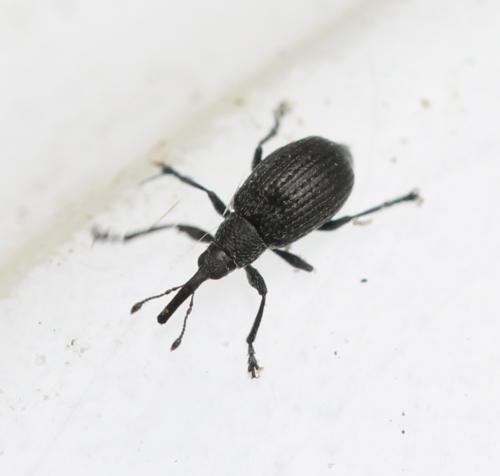 Eutrichapion sp.