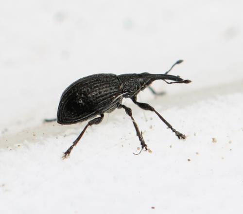Eutrichapion sp.