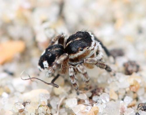 Attulus saltator
