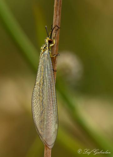 Réf. 139 172 : Myrmecaelurus trigrammus