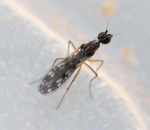 Réf. 139 444 : Dolichocephala irrorata