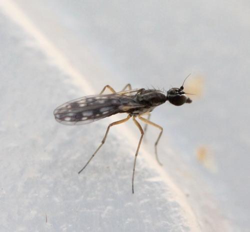 Réf. 139 445 : Dolichocephala irrorata