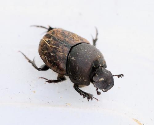 Réf. 139 463 : Onthophagus similis