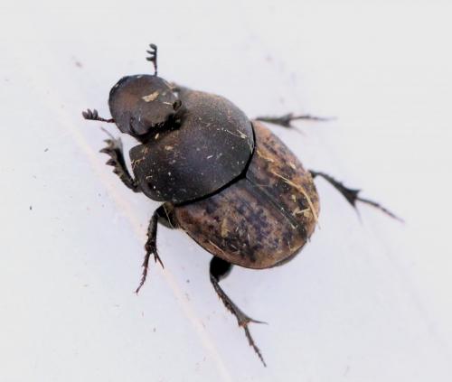 Onthophagus similis
