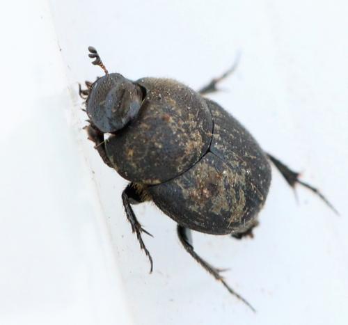 Réf. 139 501 : Onthophagus ovatus